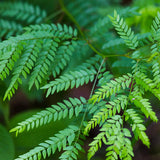 Gleditsia triacanthos (Honey locust, Honeylocust)