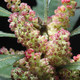 Myrica cerifera (Southern Waxmyrtle)