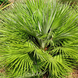 Chamaerops humilis (European Fan Palm)
