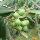 Olea europaea (Olive Tree)