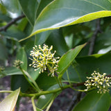 Nyssa sinensis (Chinese Tupelo)