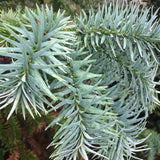 Cuninghamia lanceolata (Chinese Cunninghamia, Chinese Fir)