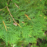 Thuja occidentalis (American Arborvitae, Eastern Arborvitae, White Cedar, Arborvitae)