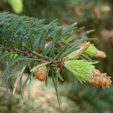 Picea asperata (Dragon Spruce)