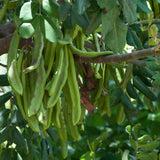 Ceratonia siliqua (Carob Tree, Saint John's Bread, St. John's Bread)