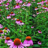 ECHINACEA angustifolia (Narrow-Leaf Purple Coneflower)