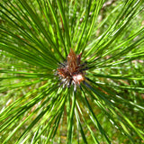 Pinus densata (Sikang Pine)