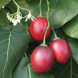 Cyphomandra betaceae (Tomato Tree)