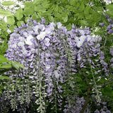 Wisteria sinensis (Chinese Wisteria)