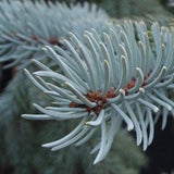 Picea pungens (Colorado Blue Spruce)