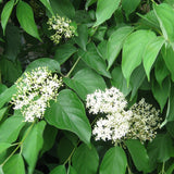 Cornus racemosa (Gray Dogwood, Northern Swamp Dogwood)