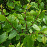 Ulmus crassifolia (Cedar Elm)