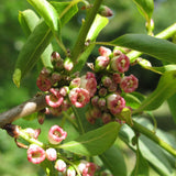 Diospyros lotus (Date Plum Persimmon, Caucasian Persimmon)