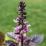 Basil, Purple Dark Opal (Ocimum basilicum)