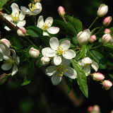 Malus sargentii (Sargent's Crabapple)