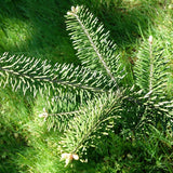 Abies phanerolepis (Bracted Balsam, Greek Fir)