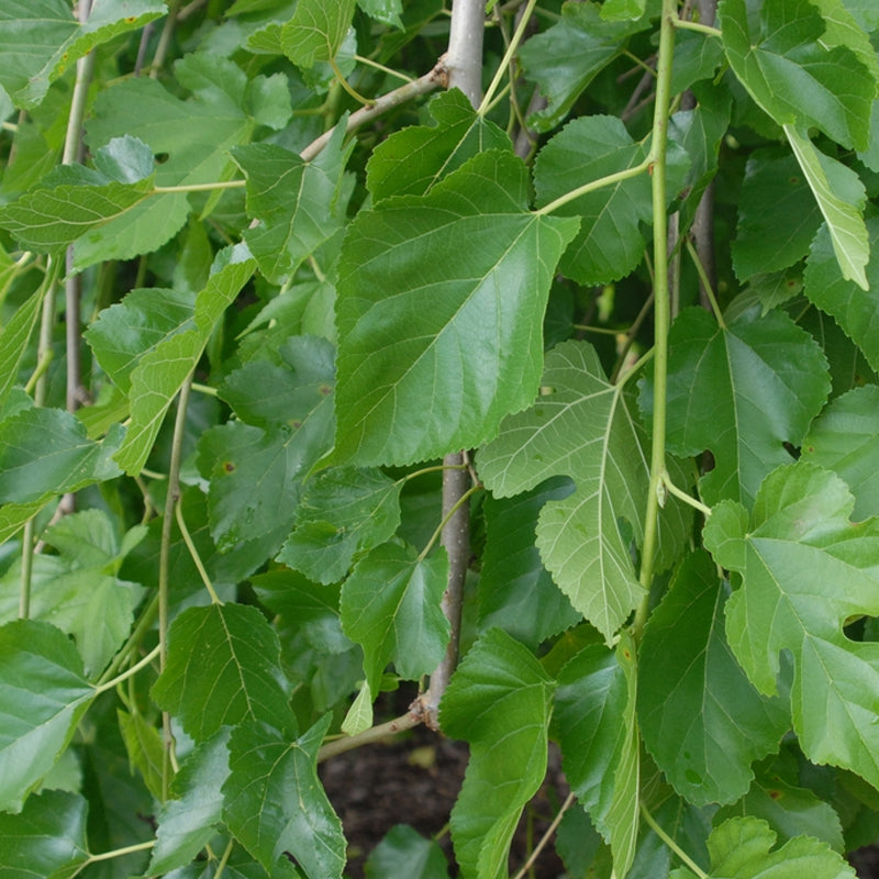 Morus alba (White Mulberry)