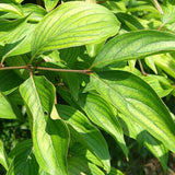 Cornus mas (Cornelian Cherry)