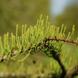 Taxodium distichum imbricatum (Pond Cypress)