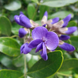 Sophora secundiflora (Mescal Bean Tree, Texas Mountain Laurel)