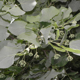 Tilia tomentosa (Silver Linden)