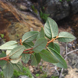 Shepherdia canadense (Canada Buffaloberry, Foamberry,  Russet Buffaloberry, Soapberry, Soopolallie)