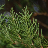 Juniperus scopulorum (Rocky Mountain Juniper, Rocky Mt. Juniper)