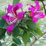 Bauhinia purpurea (Purple Bauhinia)