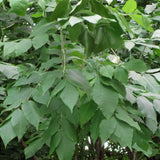 Fraxinus americana  (White Ash) wings