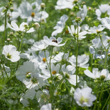 COSMOS bipinnatus 'Purity' (Cosmos, White)