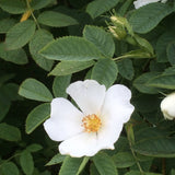Rosa laxa	(Laxa Rose)