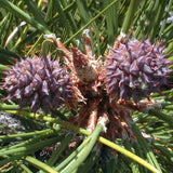 Pinus ponderosa (Ponderosa Pine)