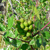 Rhus trilobata (Skunk bush Sumac)