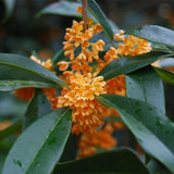 Osmanthus fragrans (Sweet Olive)