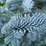 Abies procera glauca (Blue Danish fir, Blue Noble Fir)