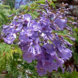 Jacaranda mimosaefolia (Jacaranda Tree, Black Poui, Blue Jacaranda, Green Ebony Tree, The Fern Tree)