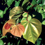 Cercis gigantea (Giant Redbud)