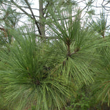 Pinus arizonica (Arizona Pine)