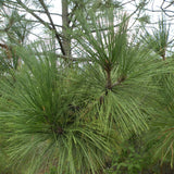 Pinus arizonica (Arizona Pine)