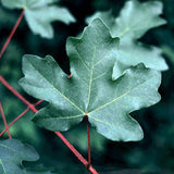 Acer campestre d.w. (Hedge Maple)