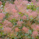 Cotinus coggygria (Smokebush)