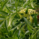 Fraxinus pennsylvanica (Green Ash)