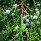 Cupressus lusitanica (Bentham Cypress)