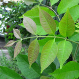 Fraxinus americana d.w. (White Ash)