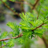 Taxodium distichum Southern (Bald Cypress)