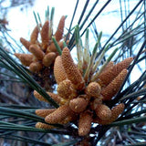 Pinus sabiniana (California Foothill Pine, Digger Pine)