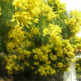 Acacia decurrens (Green Wattle Acacia)