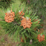 Pinus heldreichii var. leucodermis (Bosnian Pine)