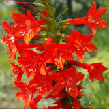 IPOMOPSIS rubra (Gilia)