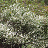 Genista monosperma (Bridalveil Woodwaxen)